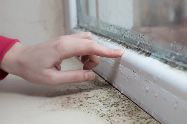 Best Water Damage & Mold Remediation  in Lexington, TX