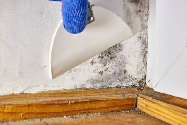 Best Indoor Air Quality Assessment  in Lexington, TX