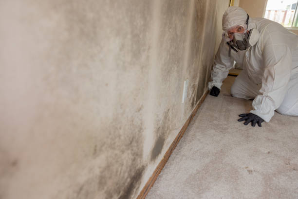 Mold Odor Removal Services in Lexington, TX